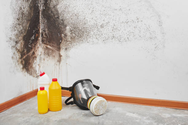 Collinwood, TN Mold Removal Company