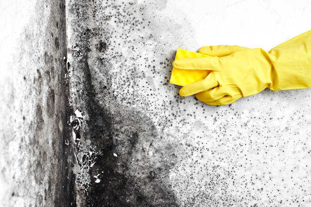 Best Black Mold Removal  in Collinwood, TN