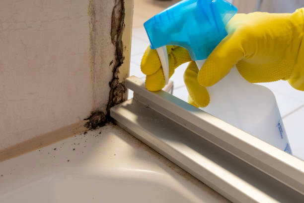 Best Residential Mold Removal  in Collinwood, TN