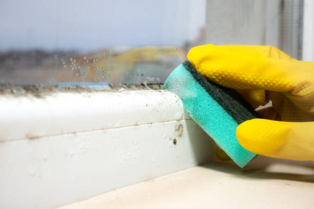 Best Attic Mold Removal  in Collinwood, TN