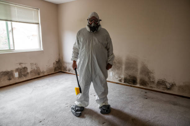 Best Certified Mold Removal  in Collinwood, TN