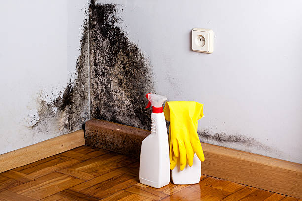 Best Affordable Mold Removal  in Collinwood, TN