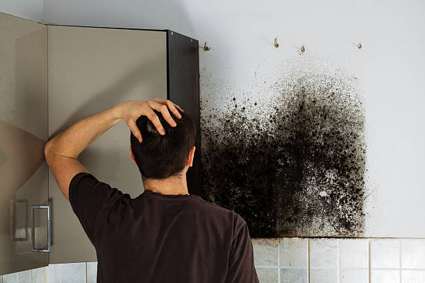 Best Fast Mold Removal  in Collinwood, TN